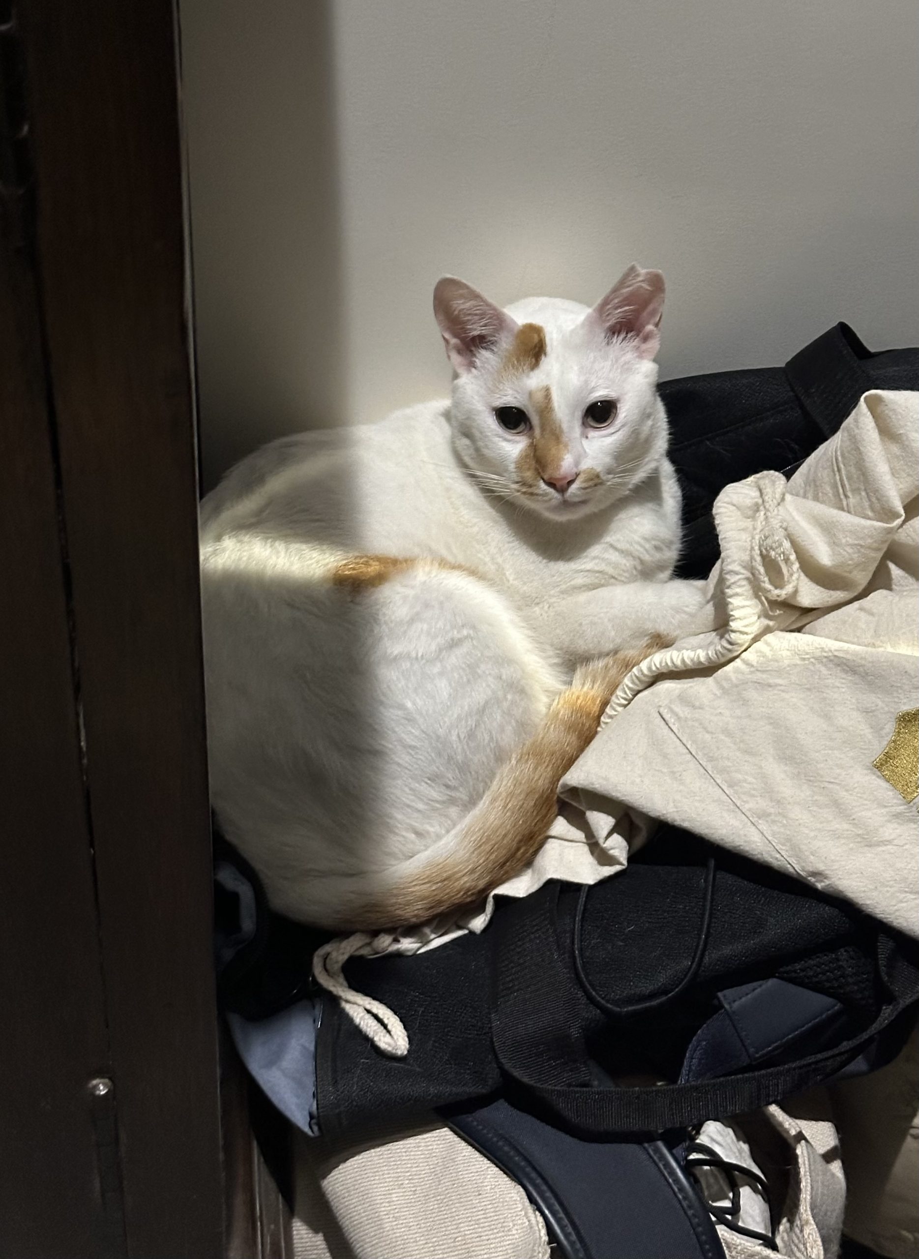 Happy 5th Gotcha Day Baby Loaf